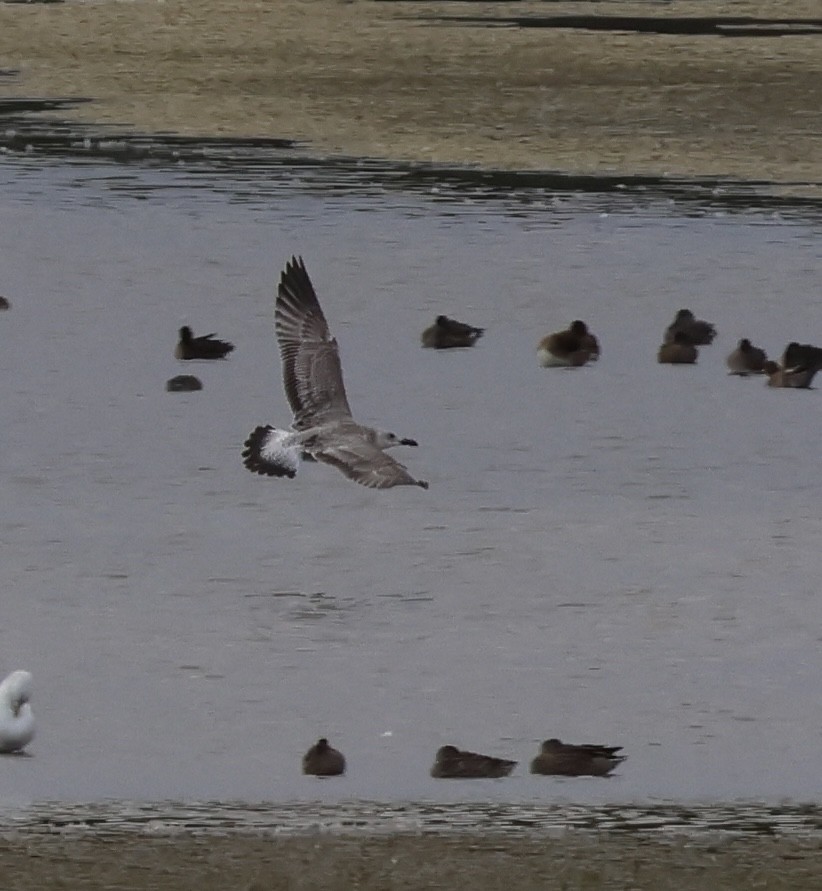 Caspian Gull - ML640921403