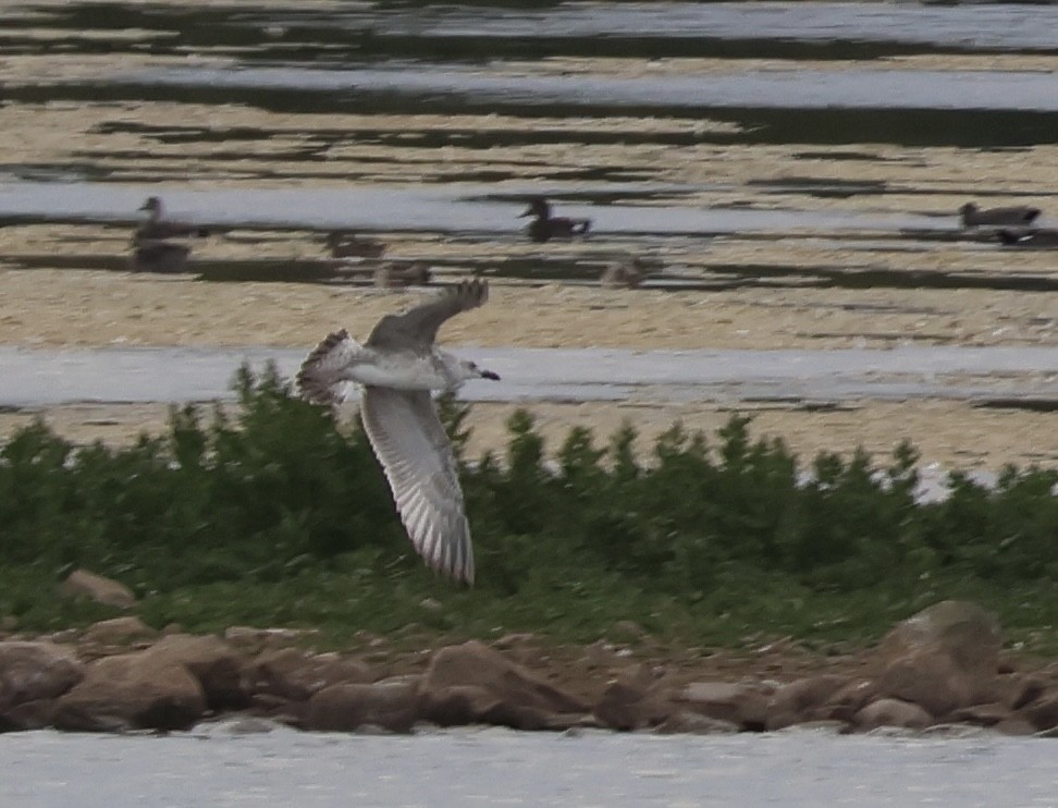 Caspian Gull - ML640921404