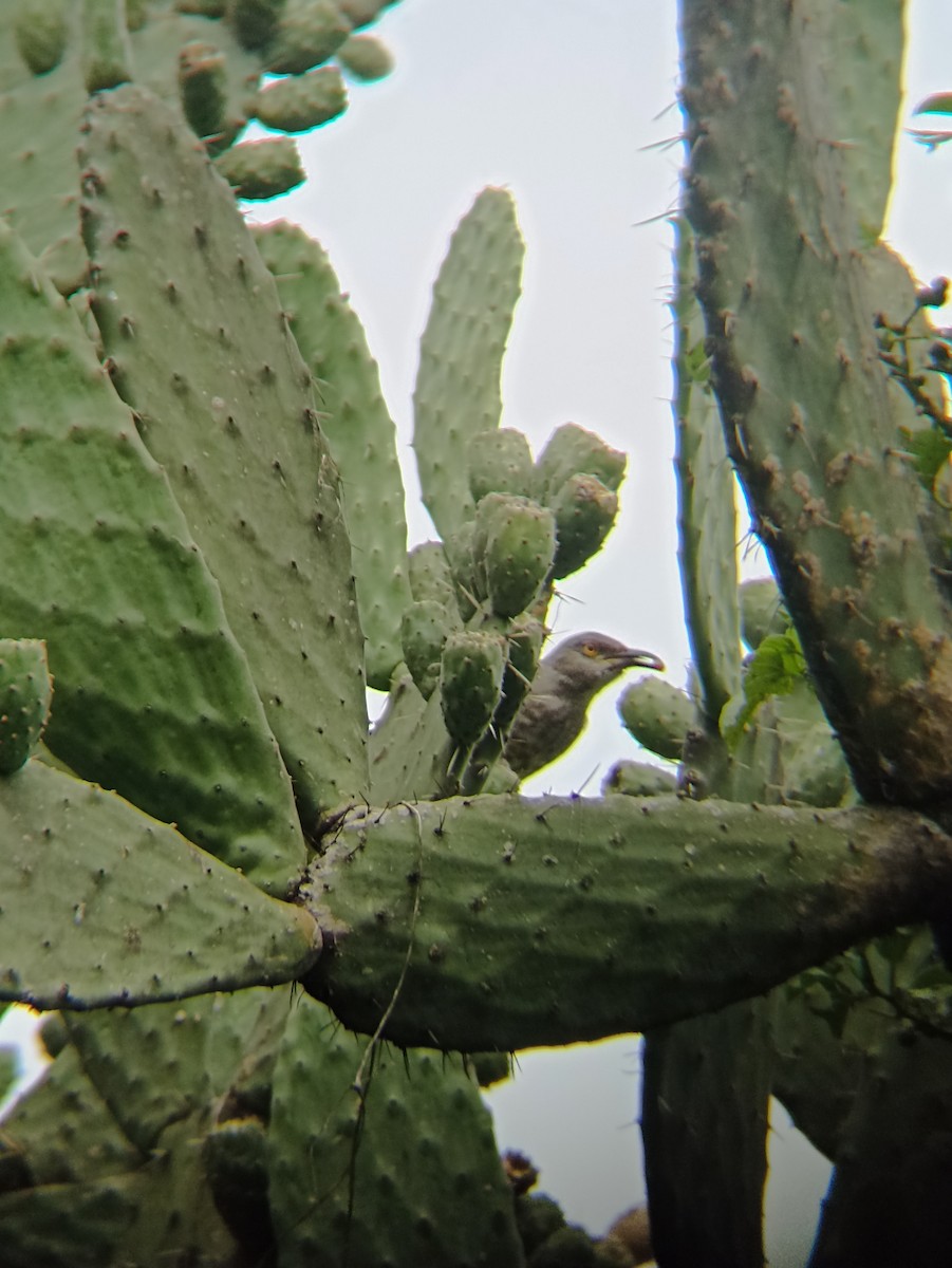 drozdec skvrnitoprsý [skupina curvirostre] - ML640921422