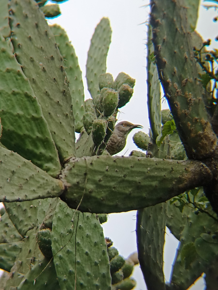 drozdec skvrnitoprsý [skupina curvirostre] - ML640921423