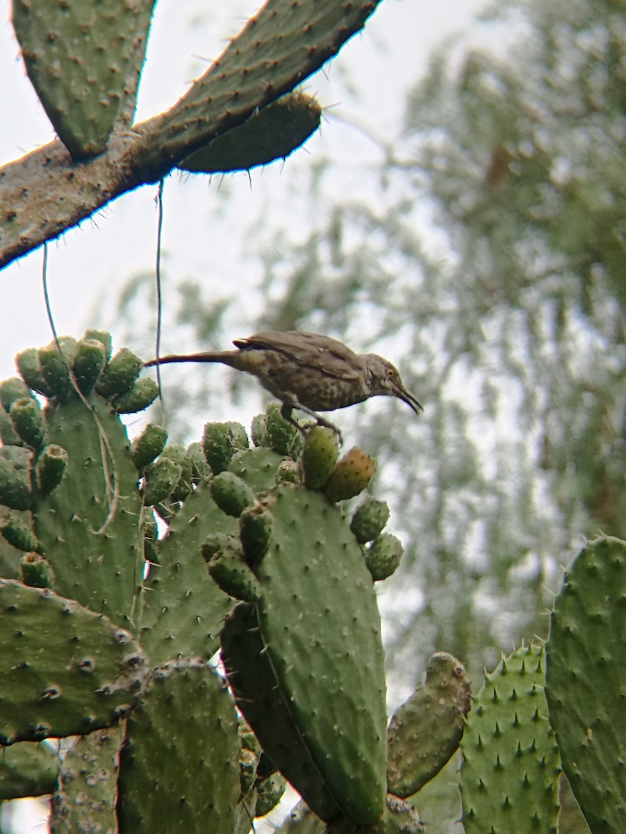 drozdec skvrnitoprsý [skupina curvirostre] - ML640921424