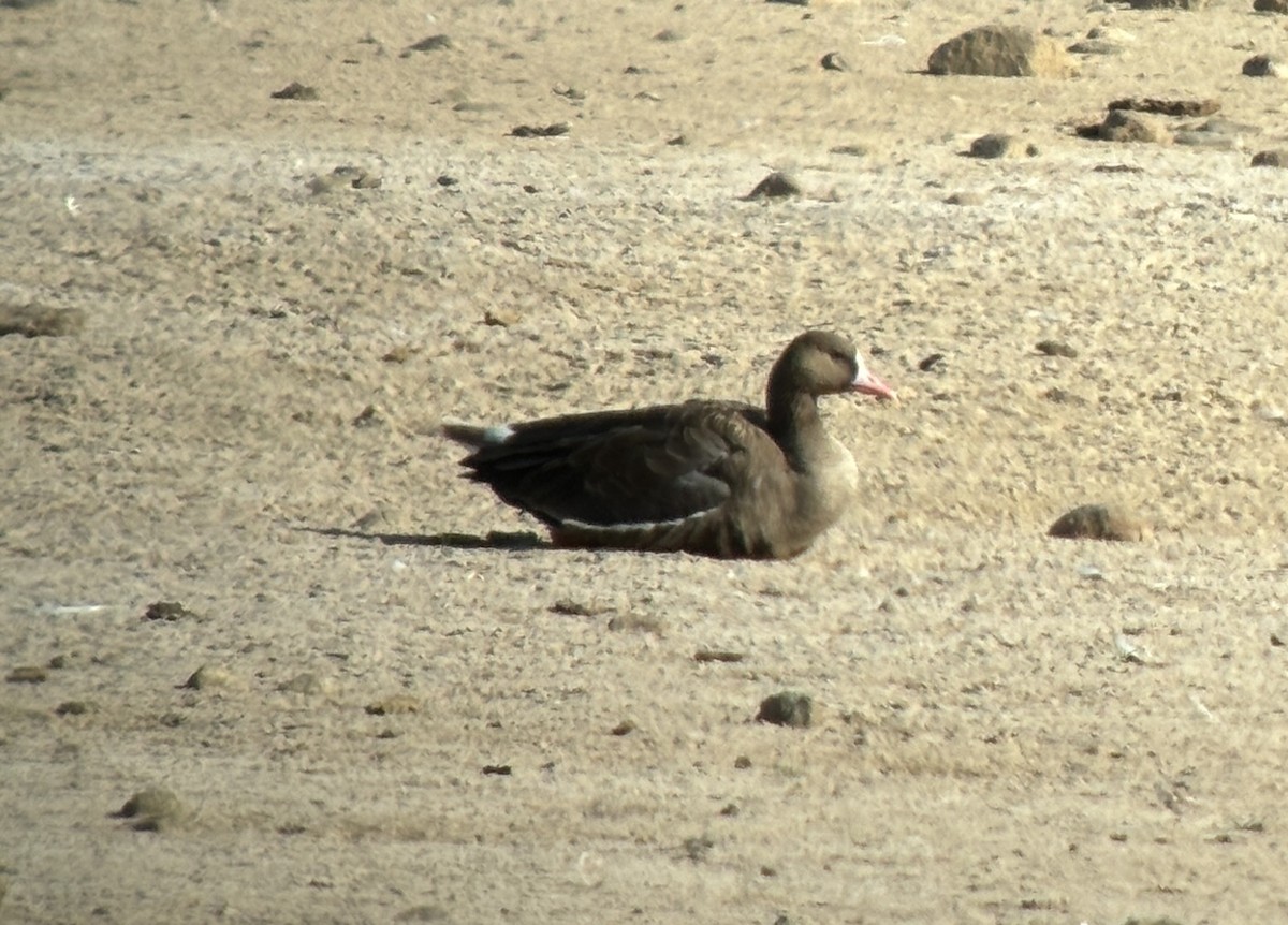 Greater White-fronted Goose - ML640921457