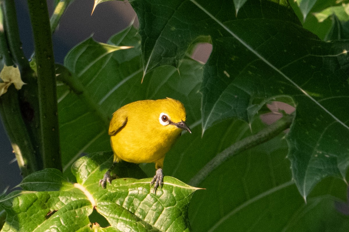 Green White-eye - ML640921460