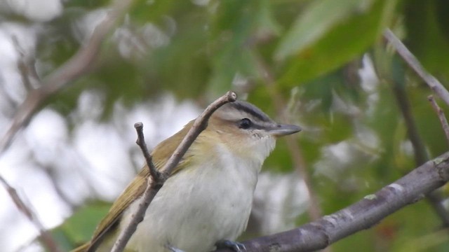 Vireo occhirossi - ML640921466