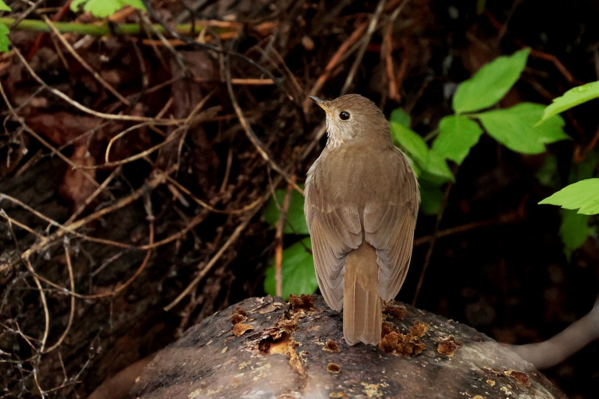 Bicknell's Thrush - ML640921477