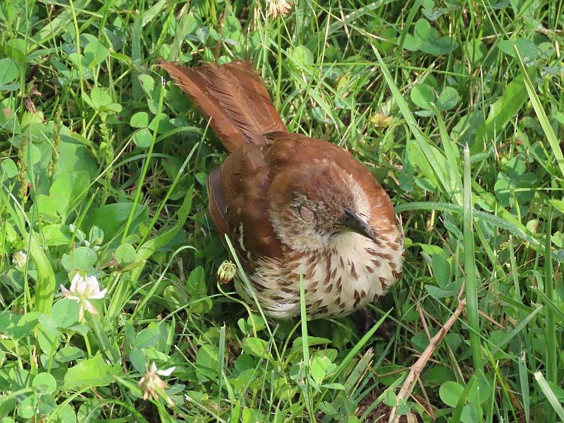 Brown Thrasher - ML640921522