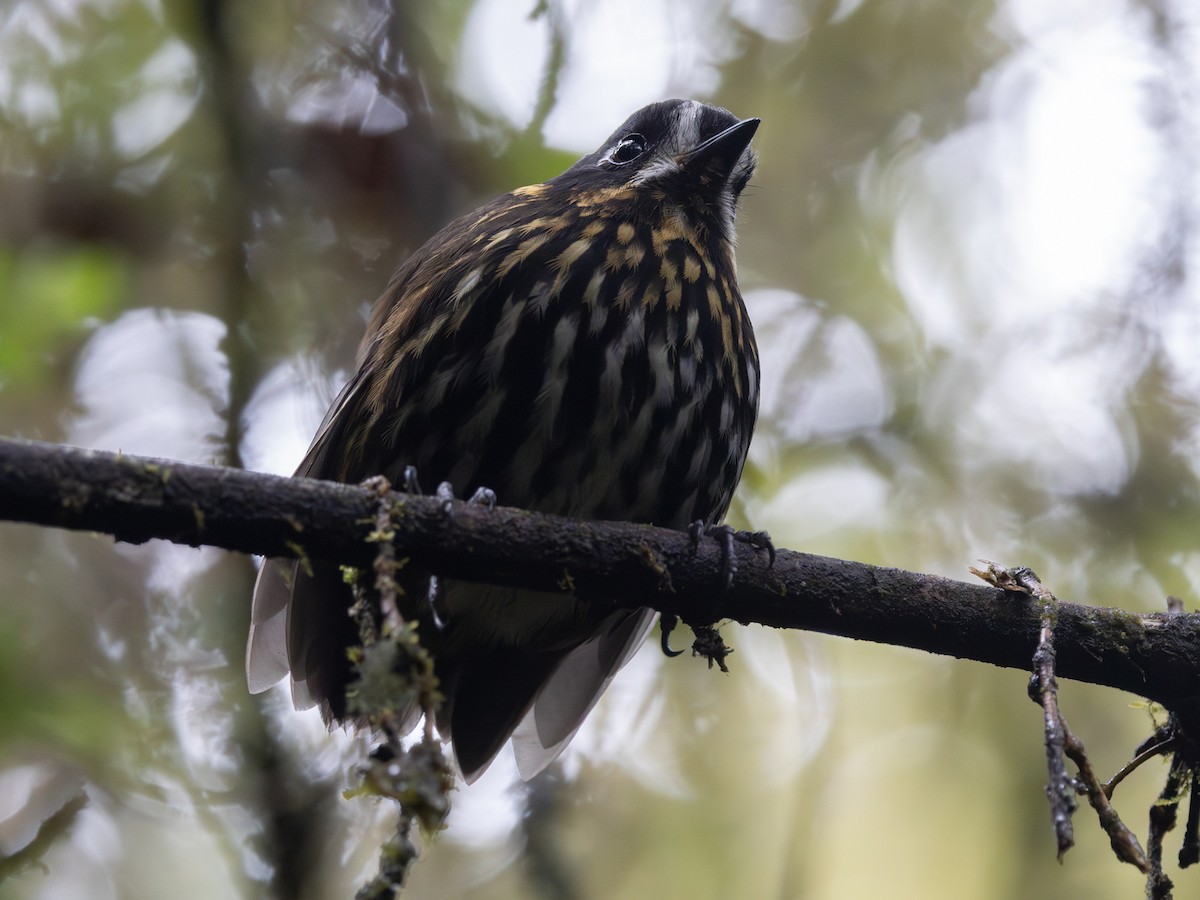 Crescent-faced Antpitta - ML640921551