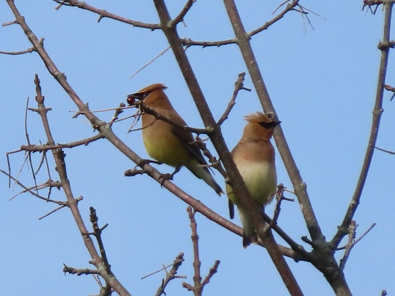 Cedar Waxwing - ML640921552
