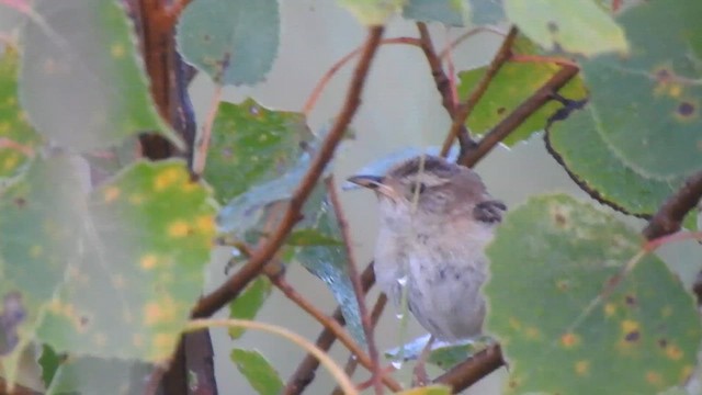 Sedge Wren - ML640921562