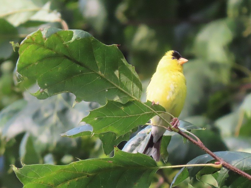 American Goldfinch - ML640921568