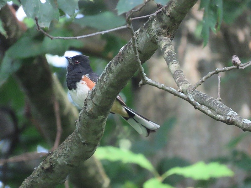Eastern Towhee - ML640921592