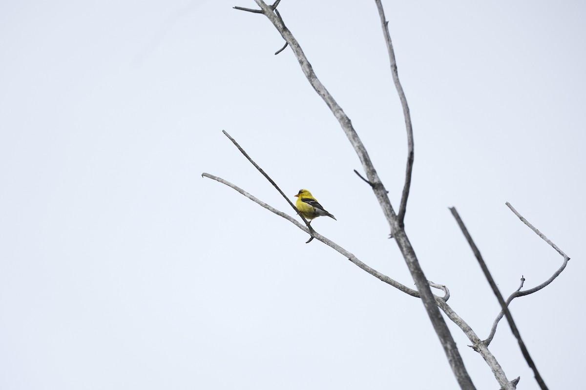 American Goldfinch - ML640921603