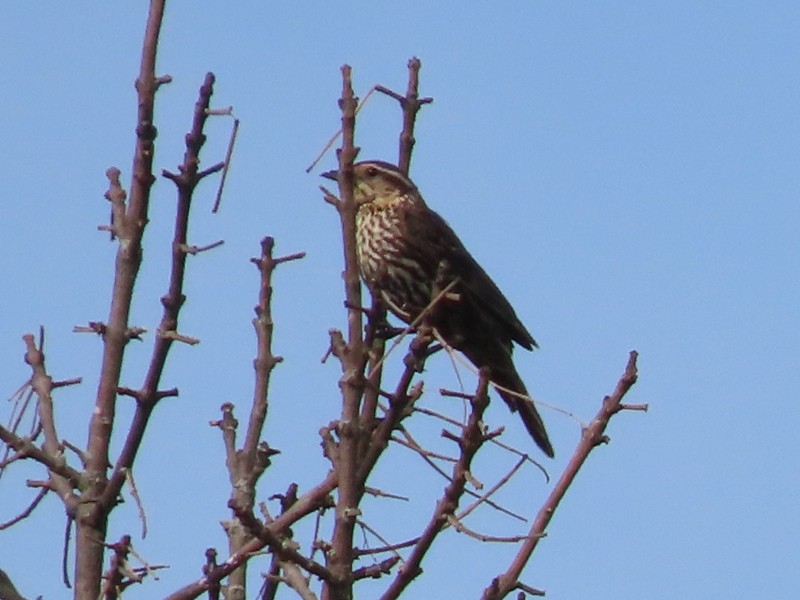 Red-winged Blackbird - ML640921649
