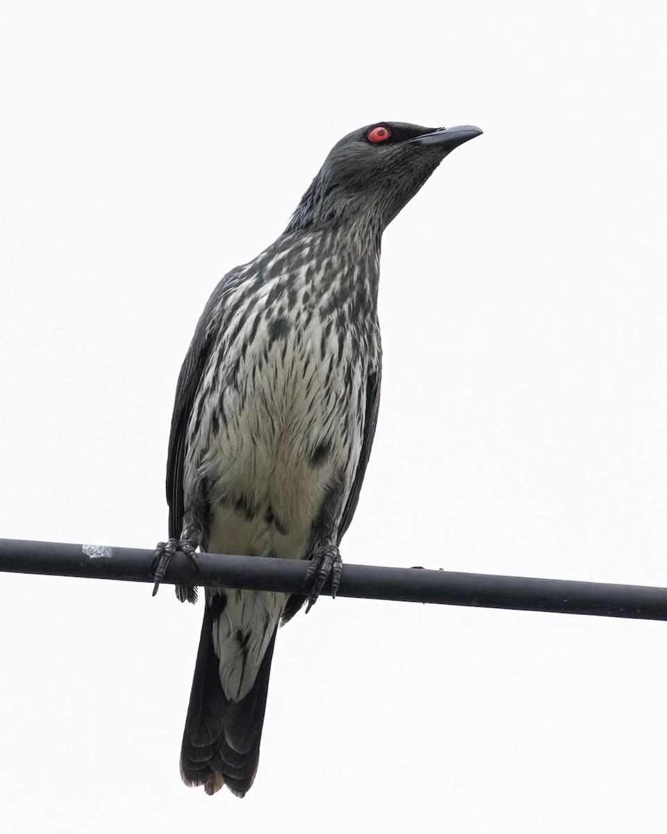 Asian Glossy Starling - ML640921650