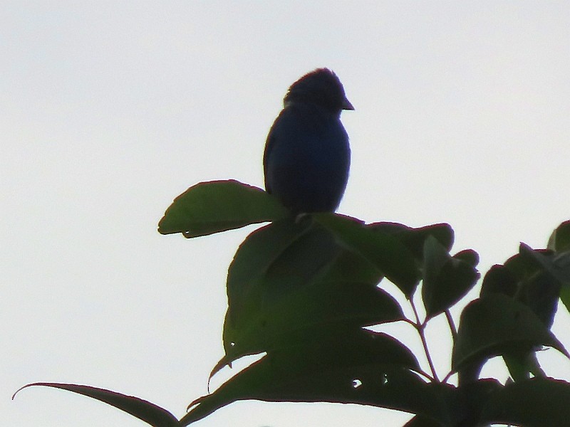 Indigo Bunting - ML640921656