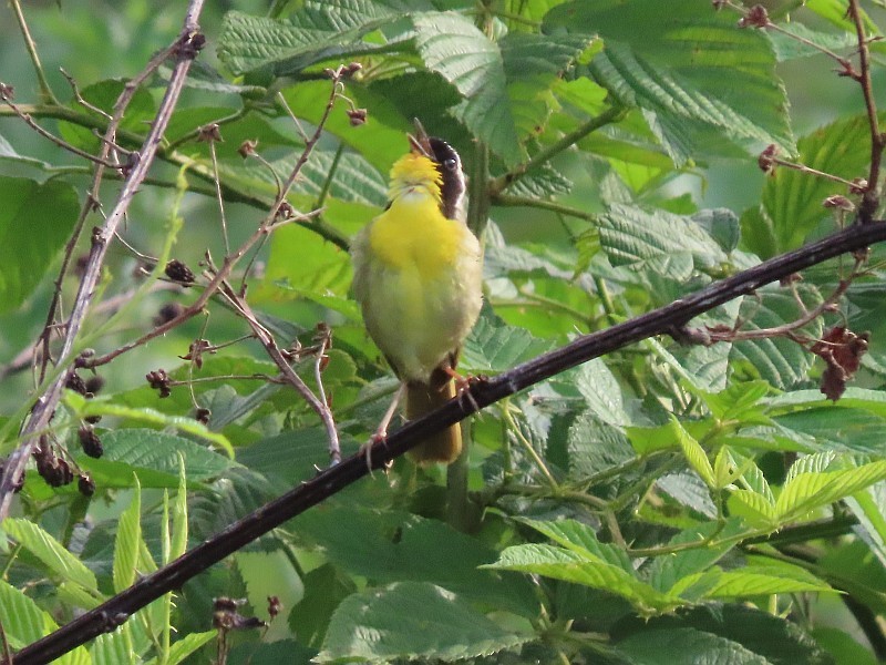 Common Yellowthroat - ML640921665