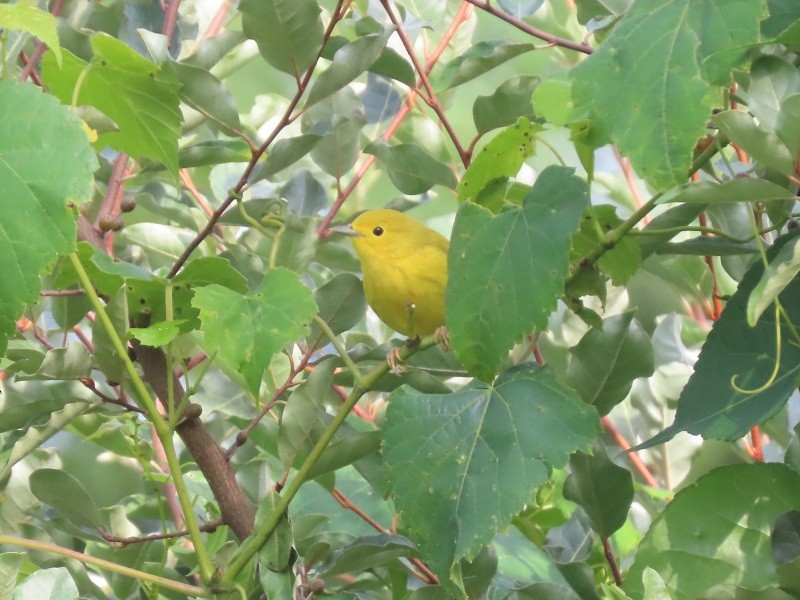 Yellow Warbler - ML640921671