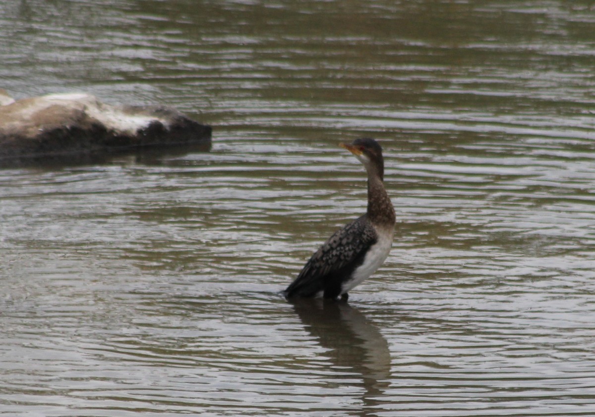 Reed Cormorant - ML640921680