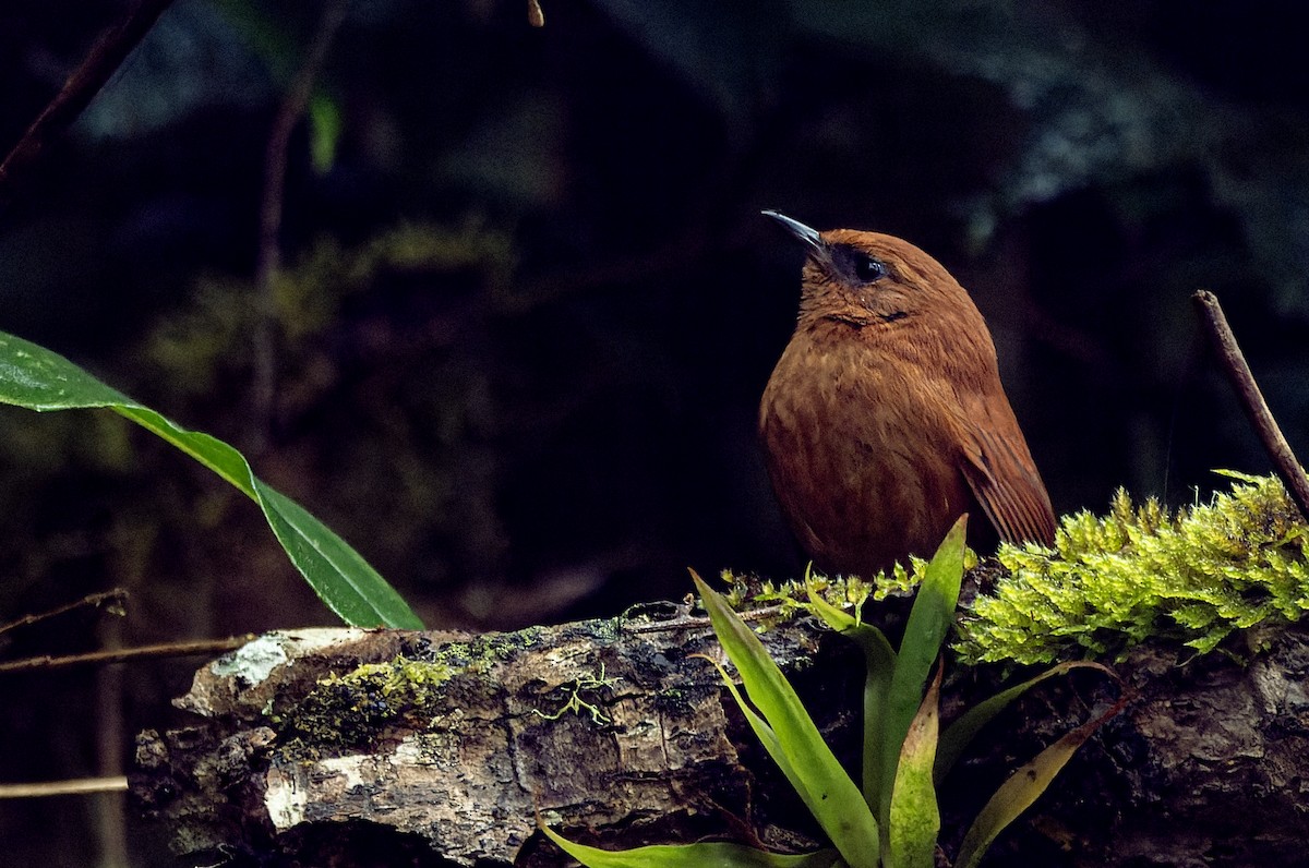 Rufous Spinetail - ML640921717