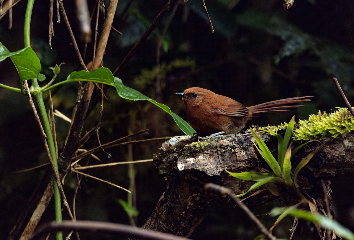 Rufous Spinetail - ML640921719