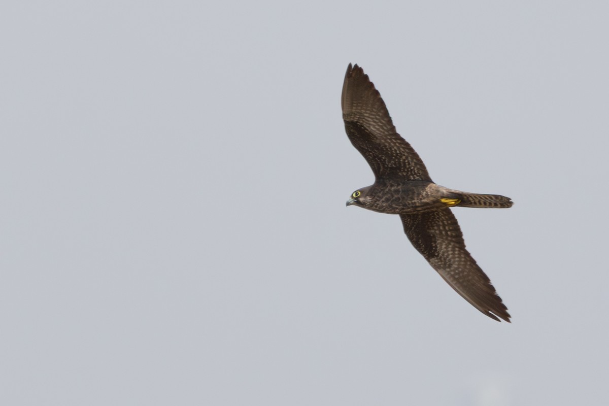 Eleonora's Falcon - ML640921806