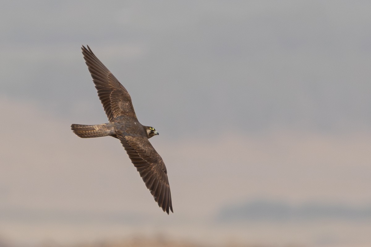 Eleonora's Falcon - ML640921807