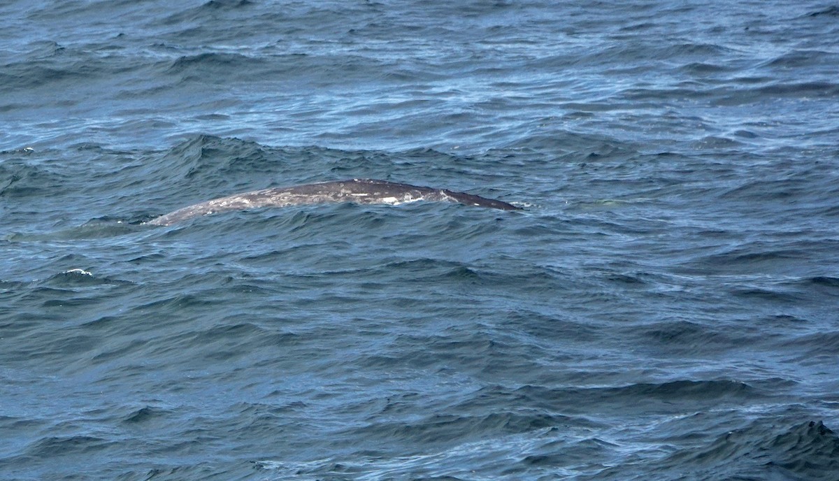 Grey Whale - ML640921818