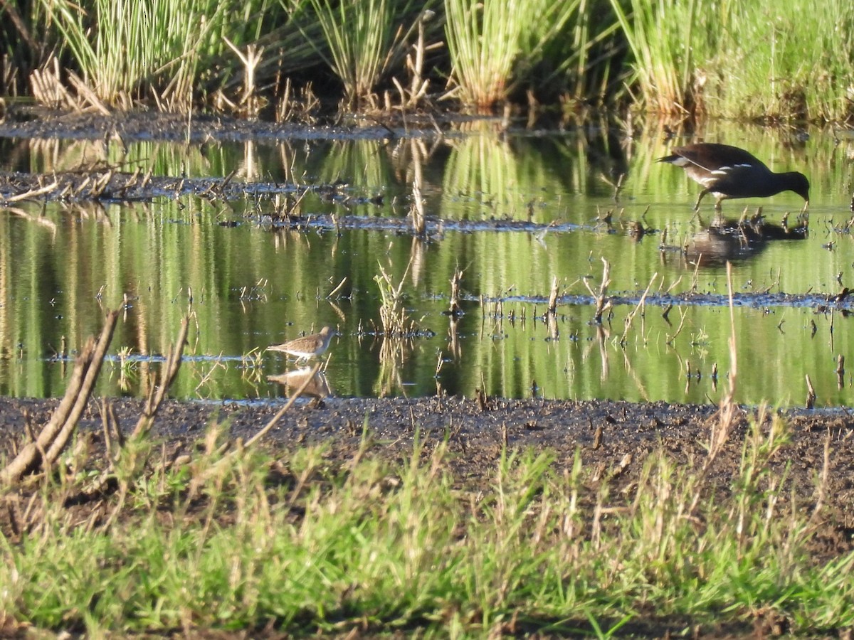 Temminck's Stint - ML640921859