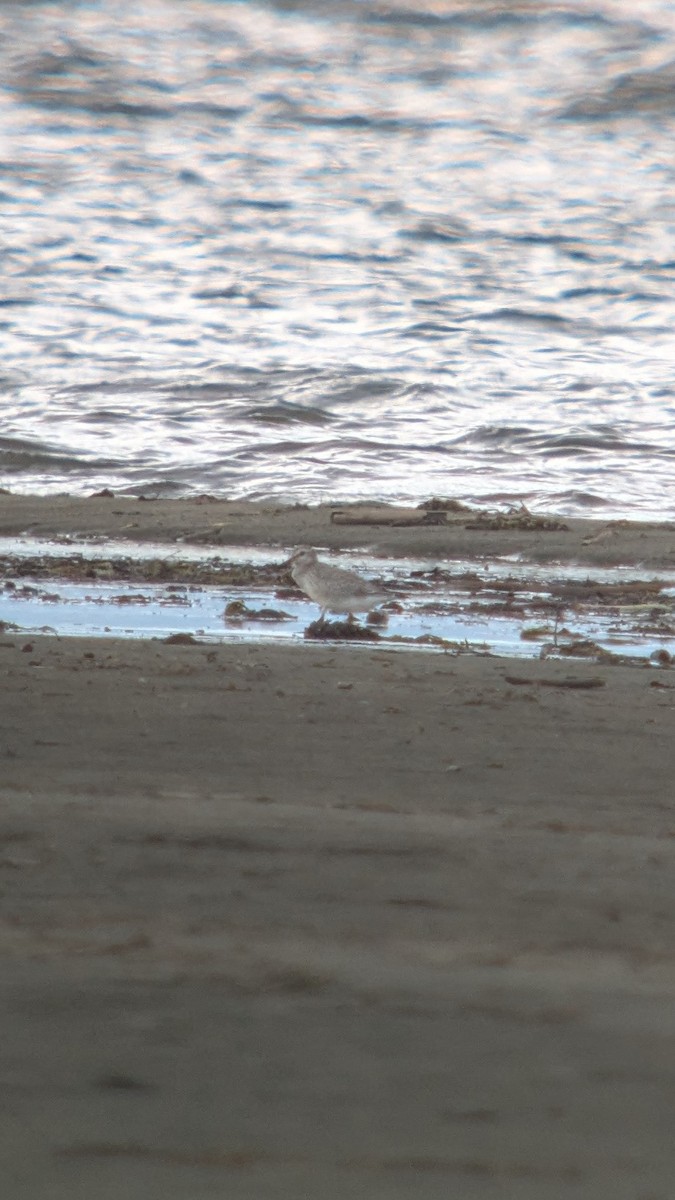 Red Knot - ML640921900