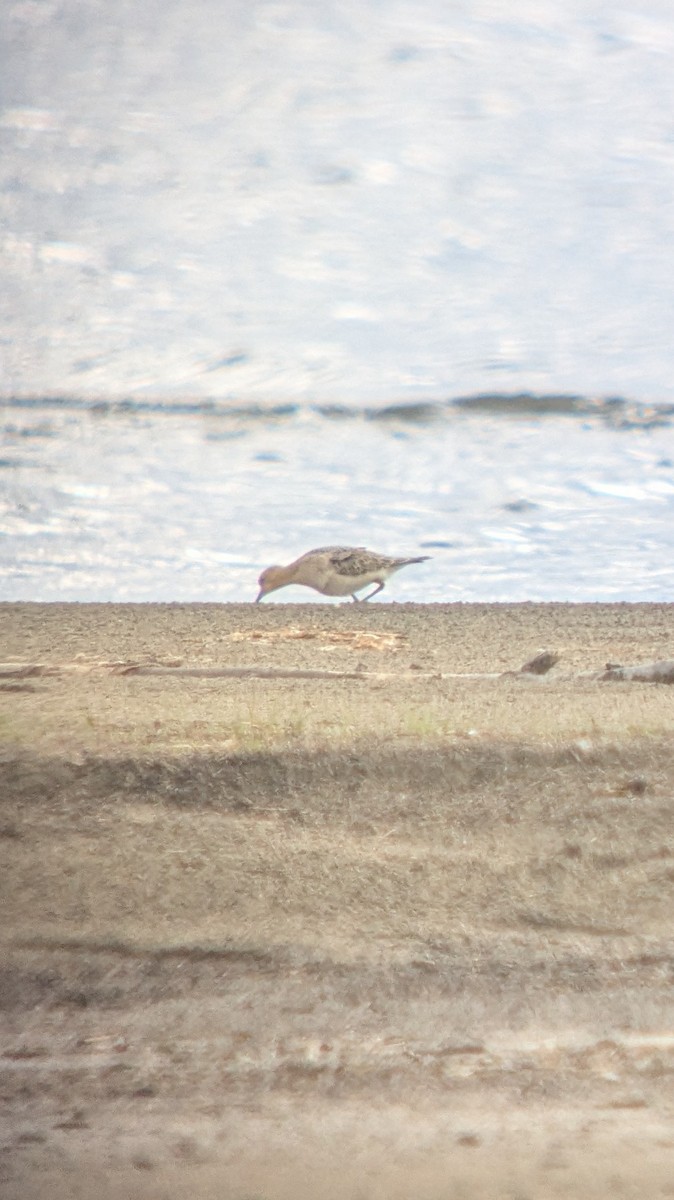 Buff-breasted Sandpiper - ML640921907