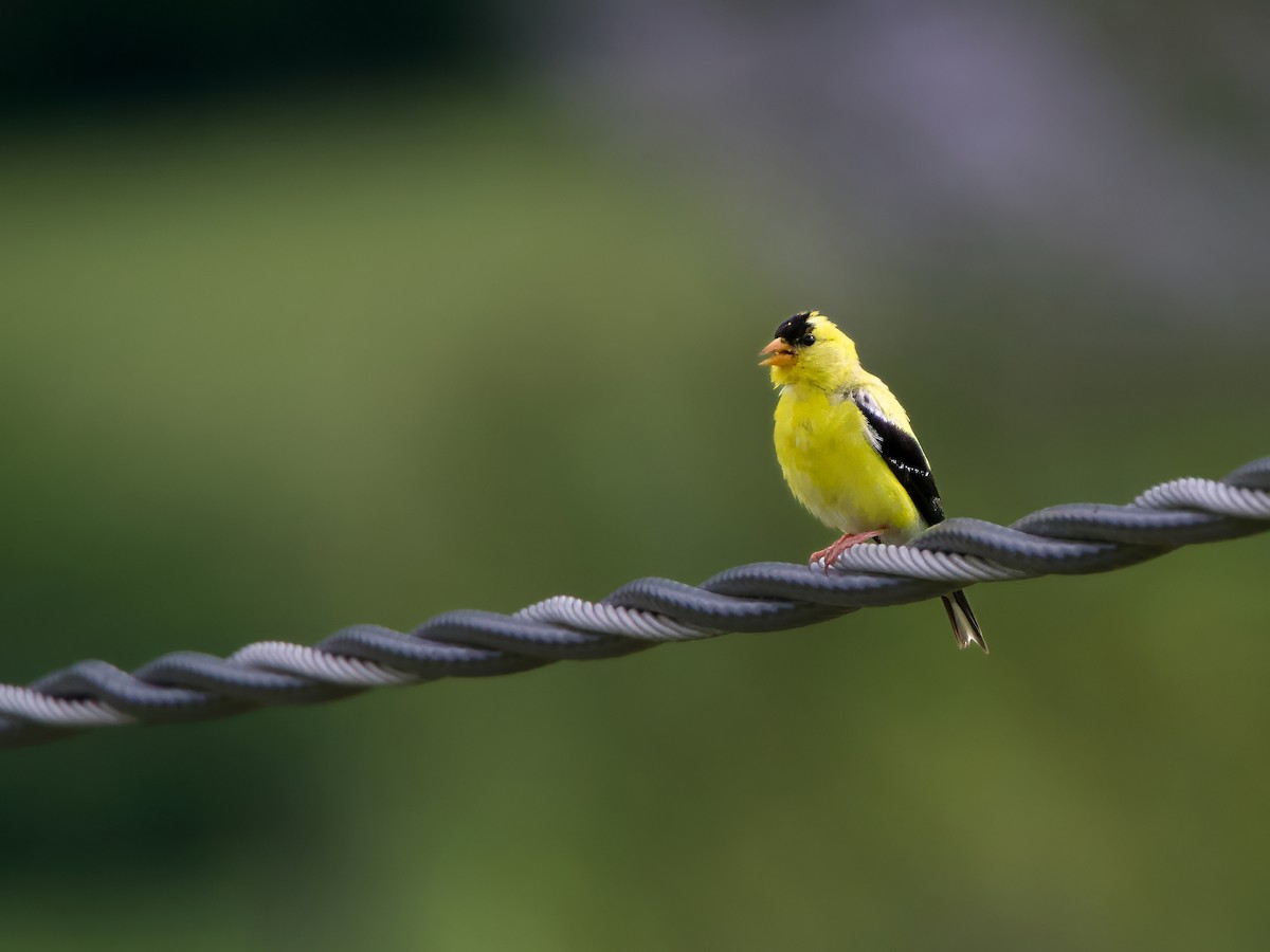 American Goldfinch - ML640921913
