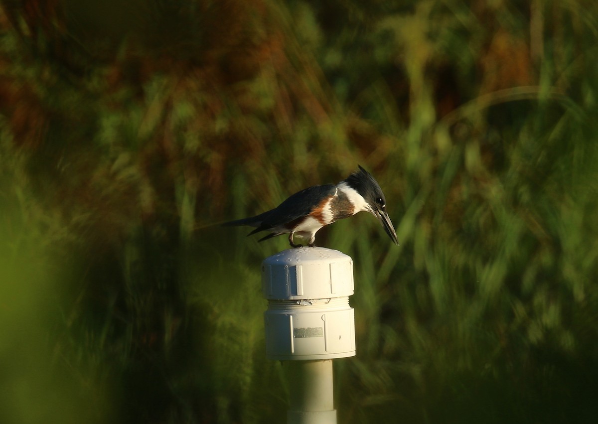 Belted Kingfisher - ML640921920