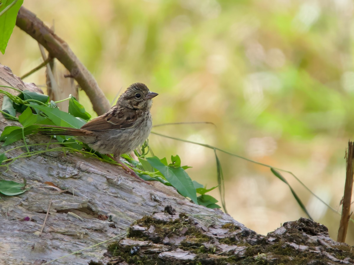 Song Sparrow - ML640921926