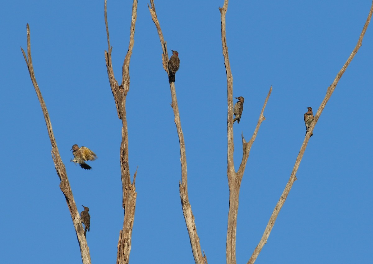 Northern Flicker - ML640921929