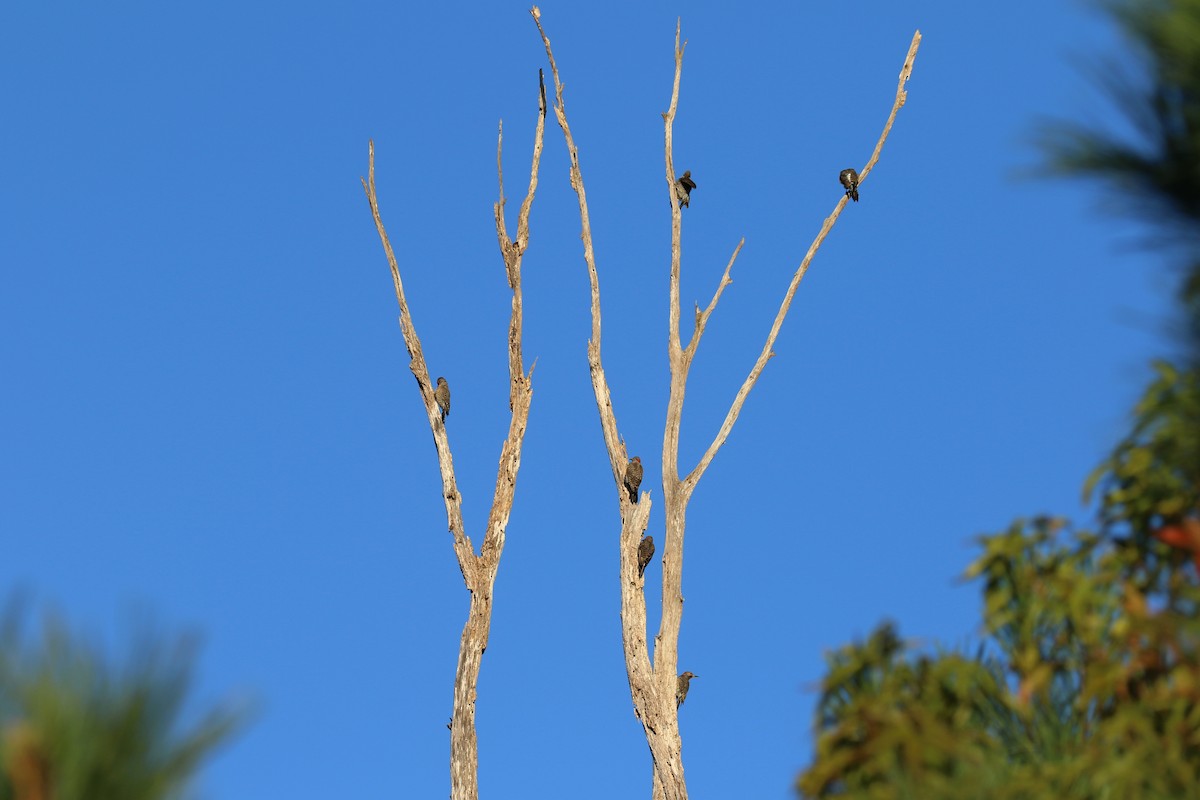 Northern Flicker - ML640921930