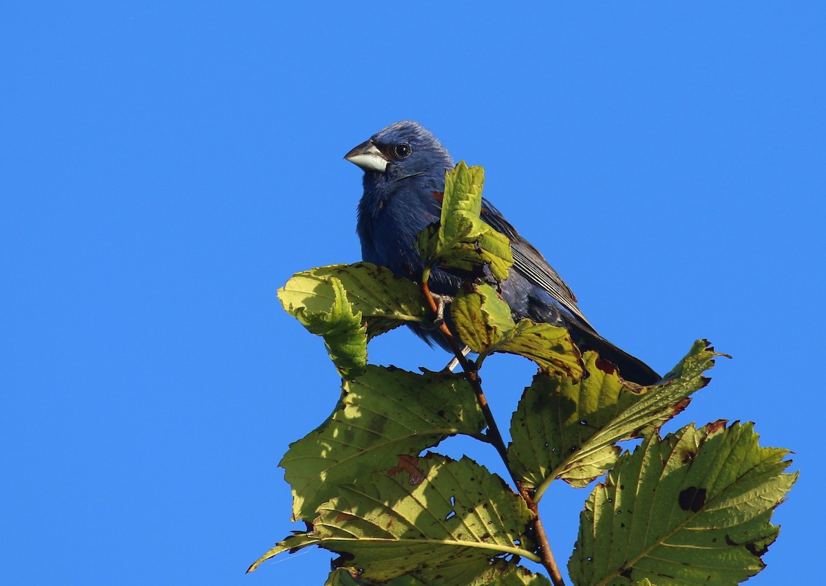 Blue Grosbeak - ML640921947