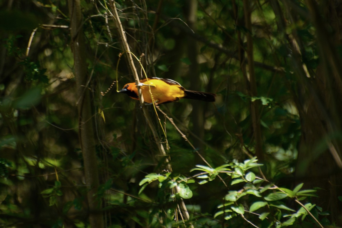 Altamira Oriole - ML640921995