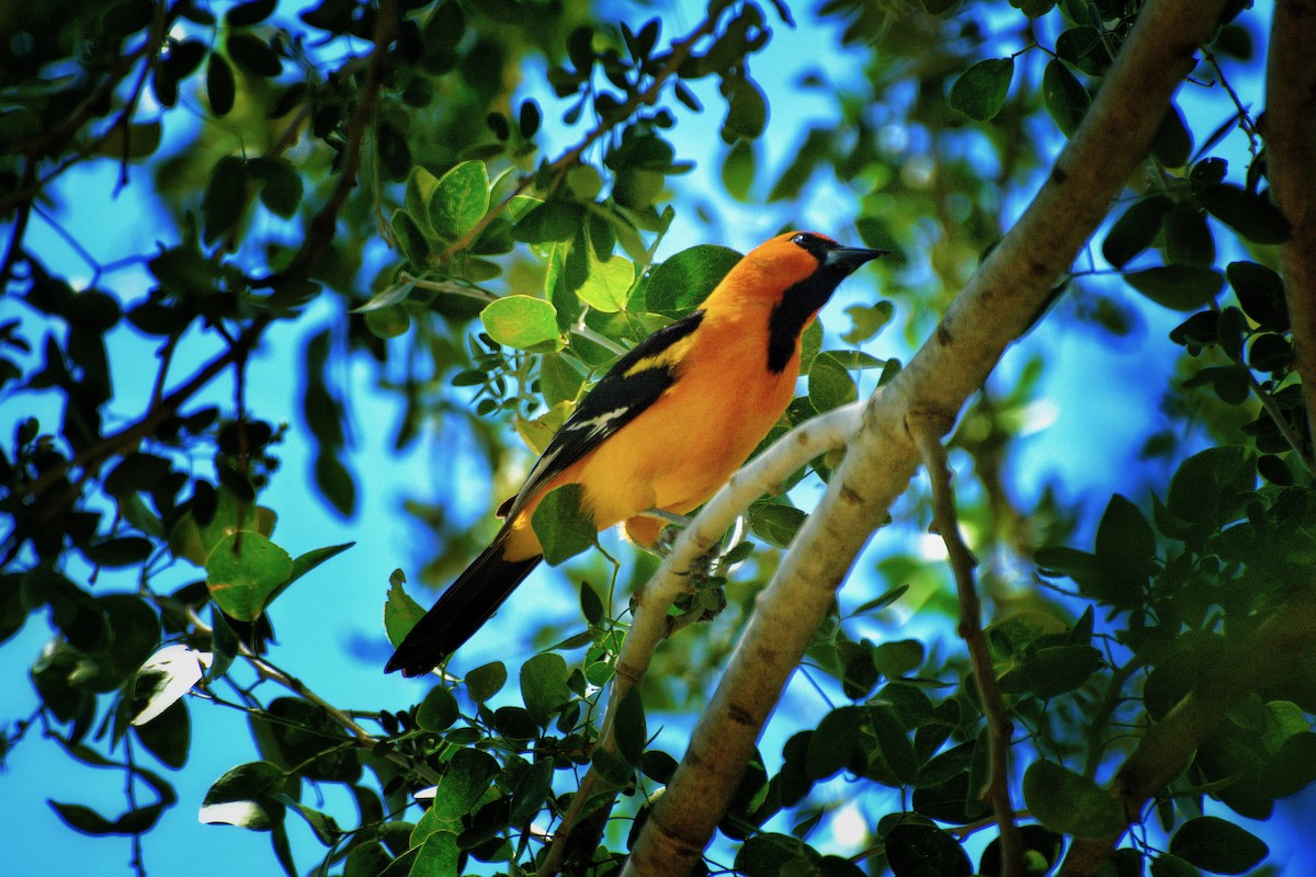 Altamira Oriole - ML640921996