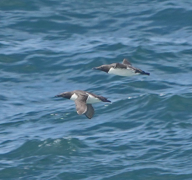 Common Murre - ML640921999