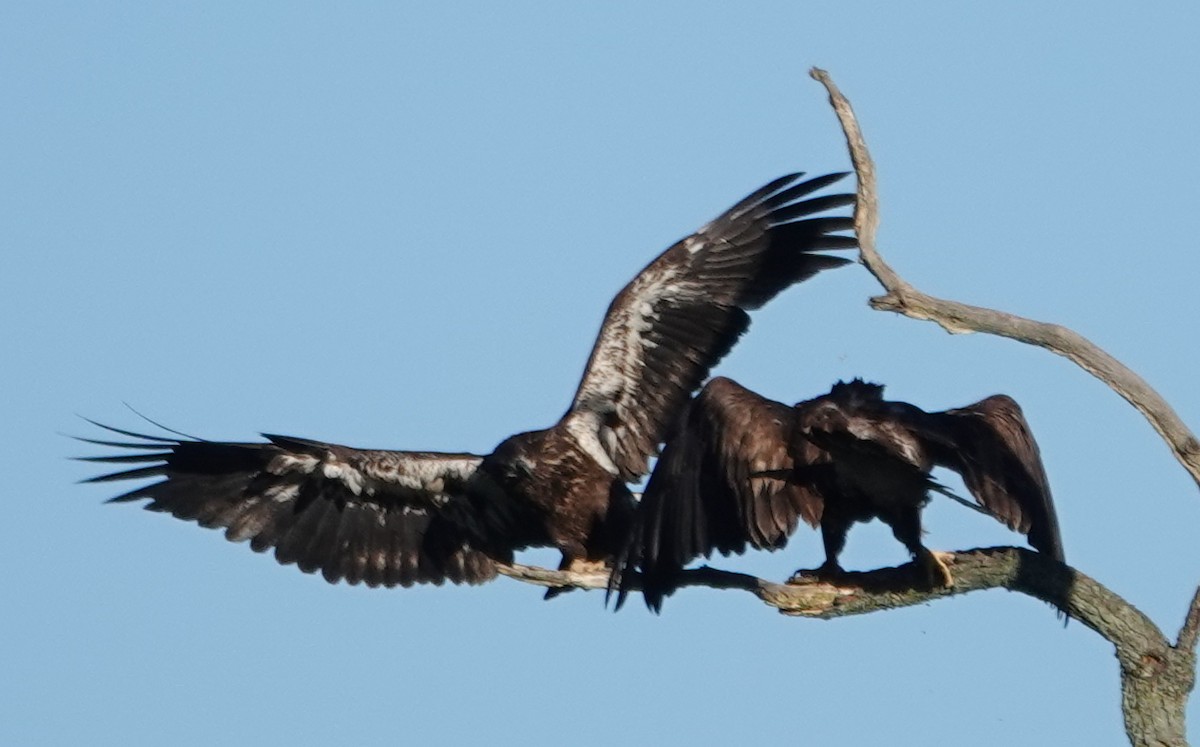 Ak Başlı Kartal - ML640922003