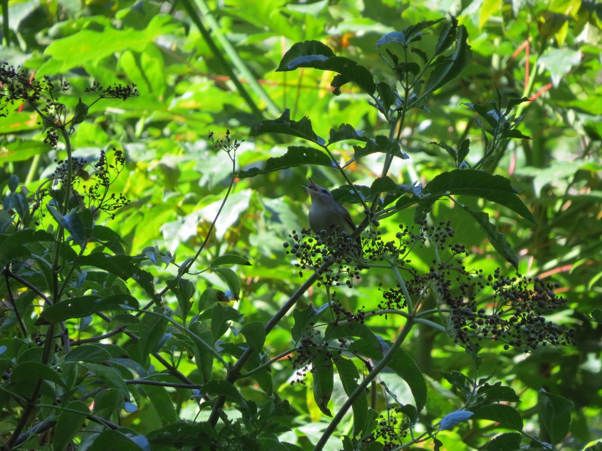 Warbling Vireo - ML64092201