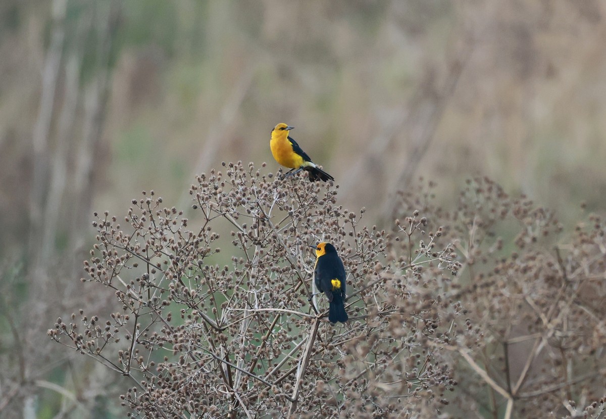 Saffron-cowled Blackbird - ML640922077
