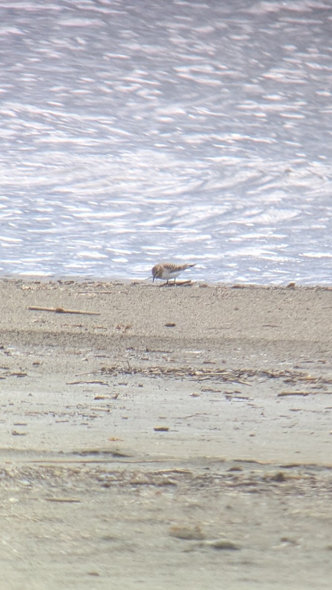 Baird's Sandpiper - ML640922084