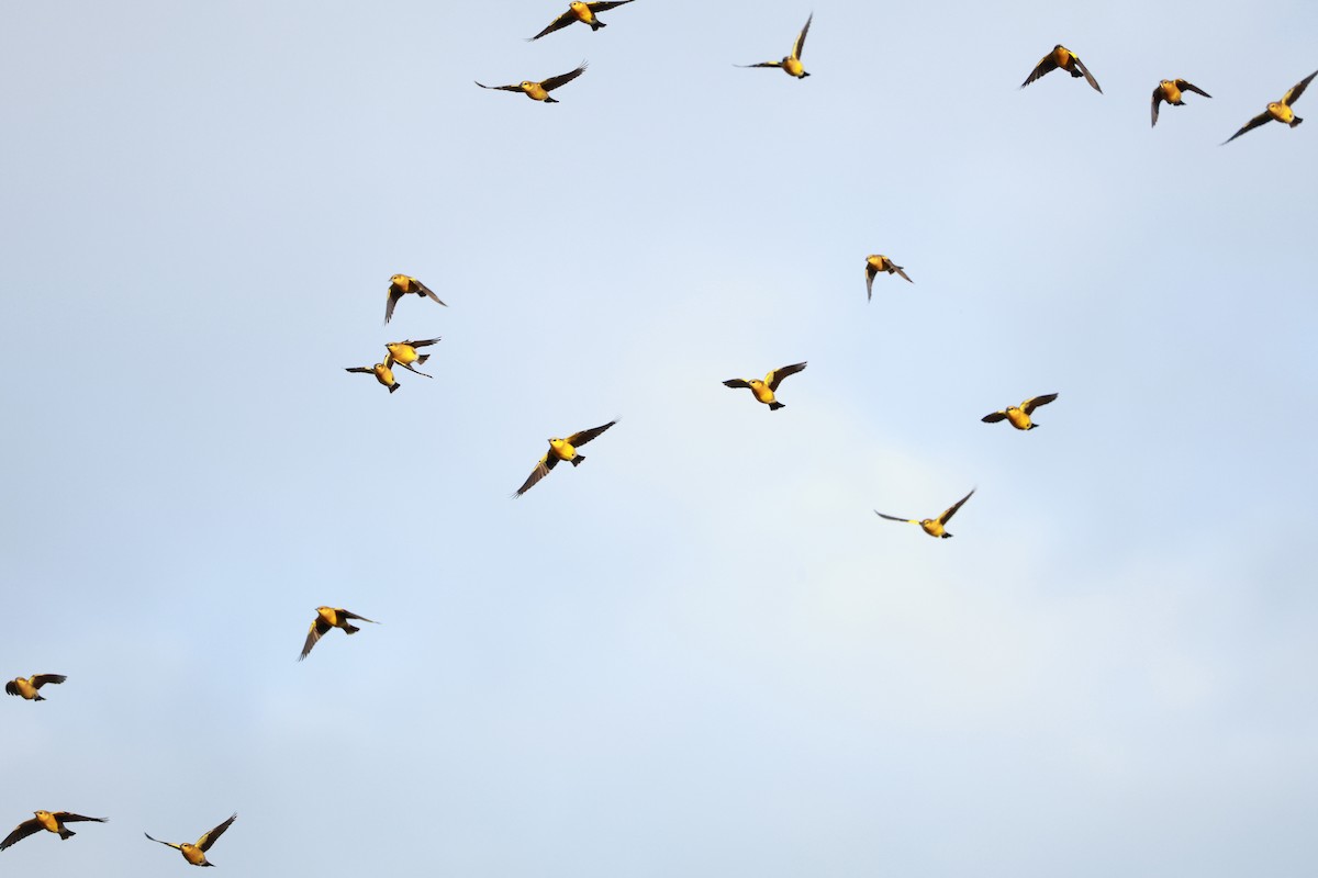 Saffron-cowled Blackbird - ML640922086