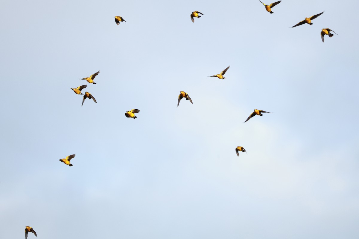 Saffron-cowled Blackbird - ML640922089