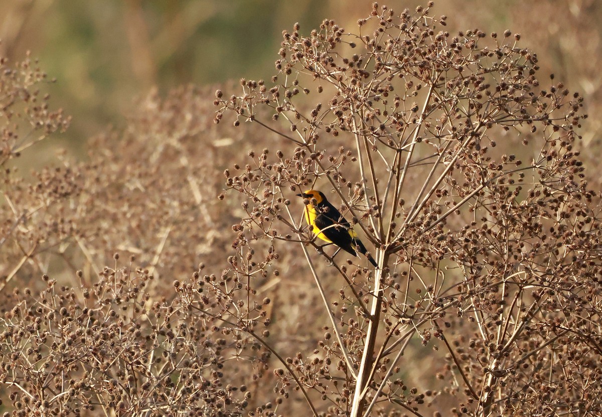 Saffron-cowled Blackbird - ML640922092
