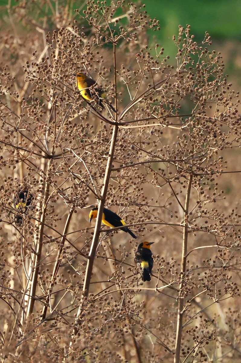 Saffron-cowled Blackbird - ML640922098