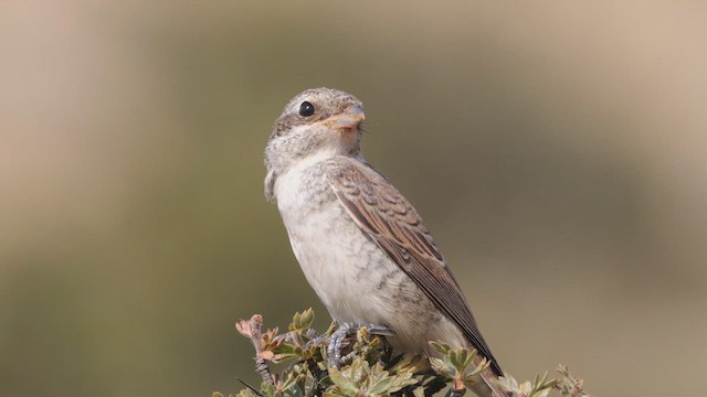 Antzandobi arrunta - ML640922102