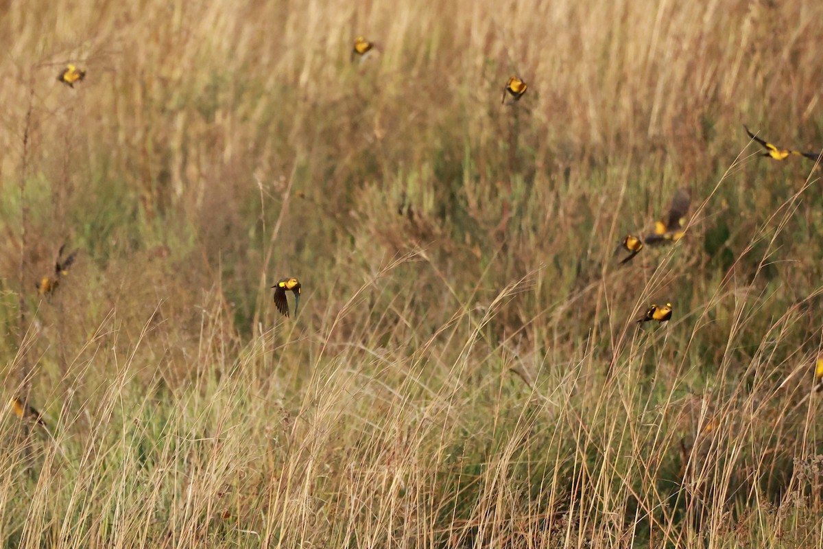 Saffron-cowled Blackbird - ML640922105