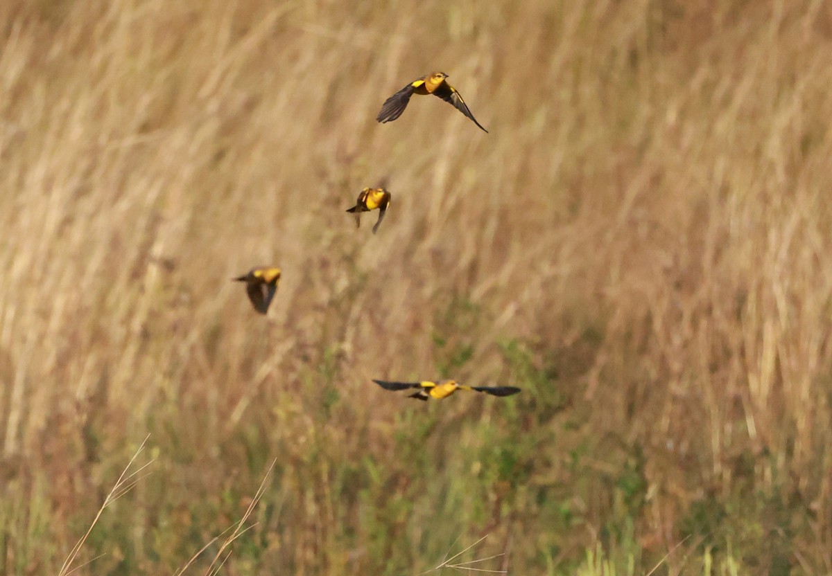 Saffron-cowled Blackbird - ML640922113